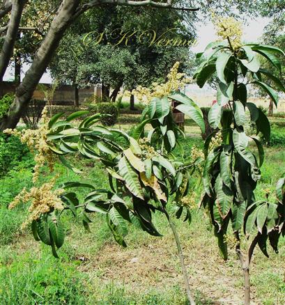  Plants